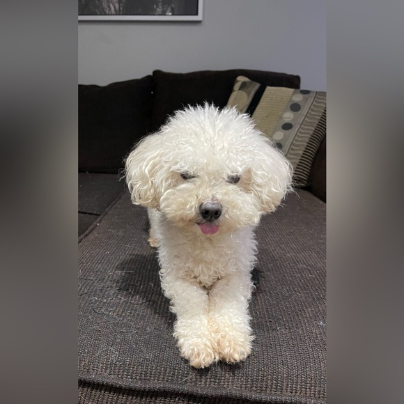 Meet your Posher Alysia👋 Hello!!🫶 - Picture 2 of 4